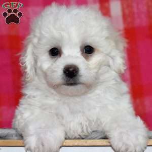 Willow (Tiny), Bichon Frise Puppy